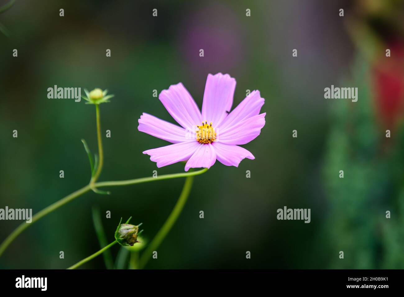Une délicate fleur rose vif de l'usine Cosmos dans un jardin de style cottage britannique dans une belle journée d'été, belle photographie de fond florale extérieure Banque D'Images