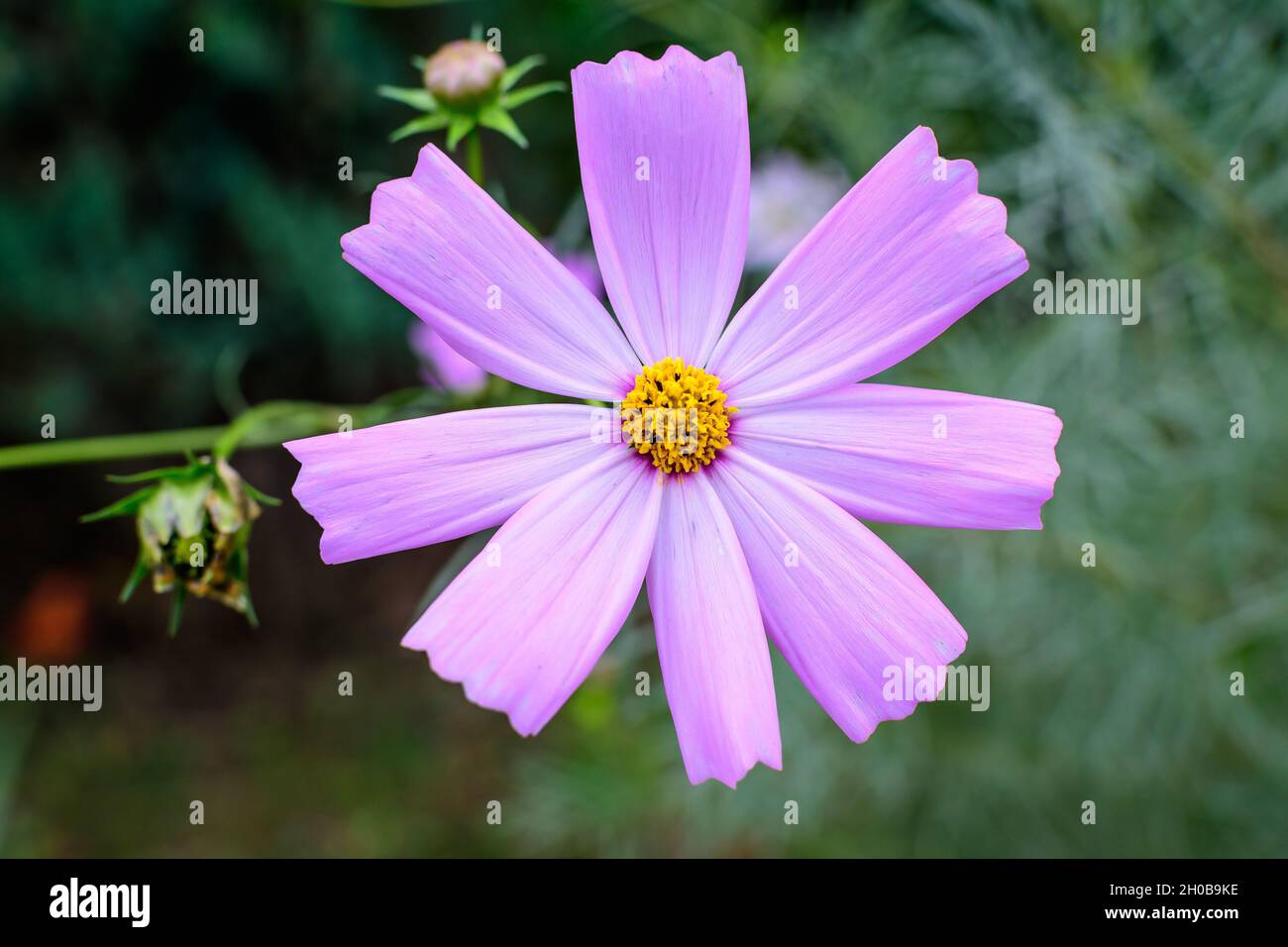 Une délicate fleur rose vif de l'usine Cosmos dans un jardin de style cottage britannique dans une belle journée d'été, belle photographie de fond florale extérieure Banque D'Images