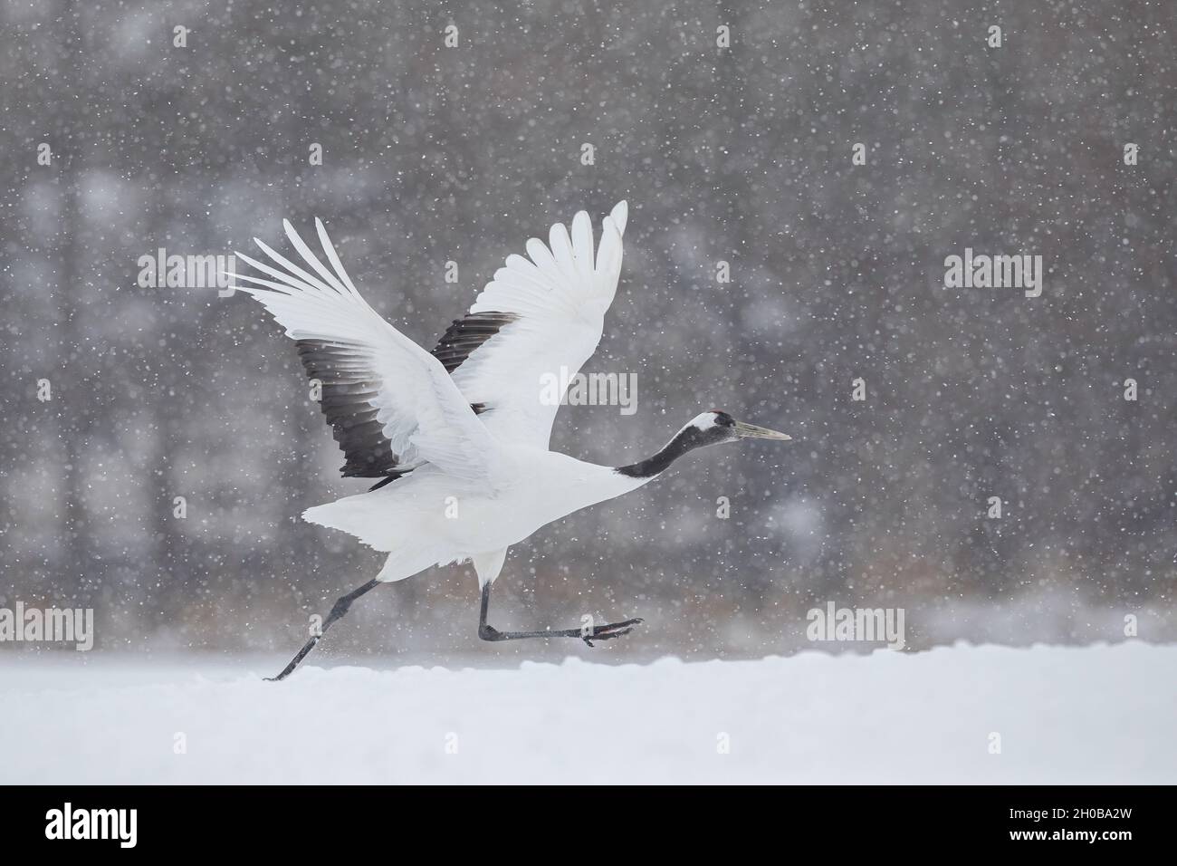 Grue à couronne rouge (Grus japonensis), Hokkaido, Japon Banque D'Images