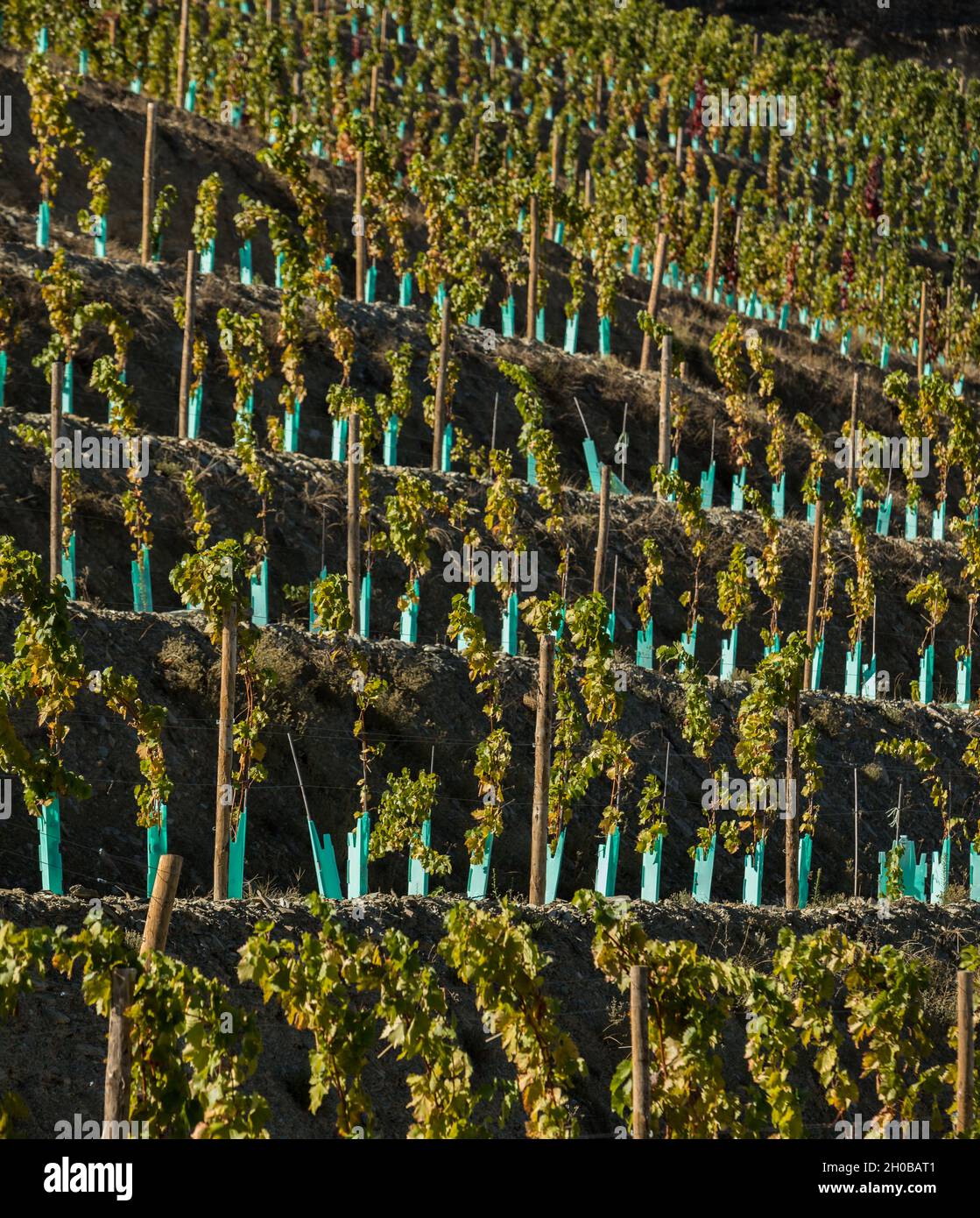 Jeune plantation de vignobles dans la région de Douro Banque D'Images