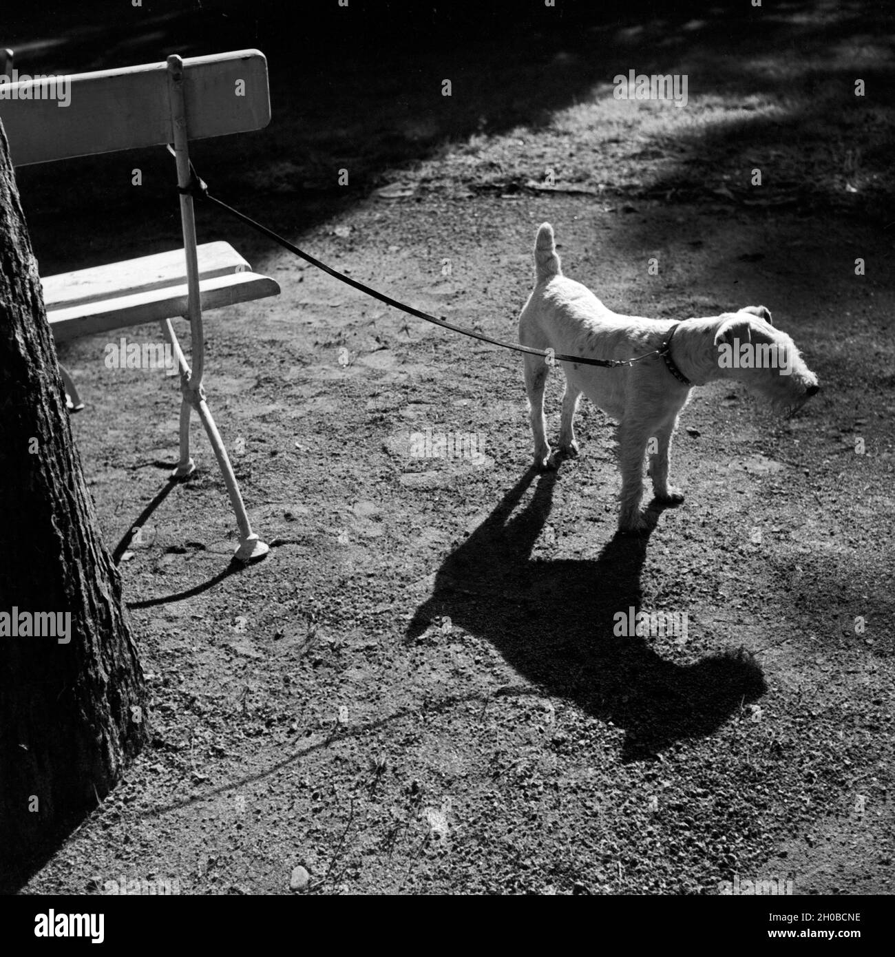 Ein kleiner Foxterrier mit seinem Schatten, Deutschland 1930 er Jahre. Un chiot fox terrier et son ombre, Allemagne 1930. Banque D'Images