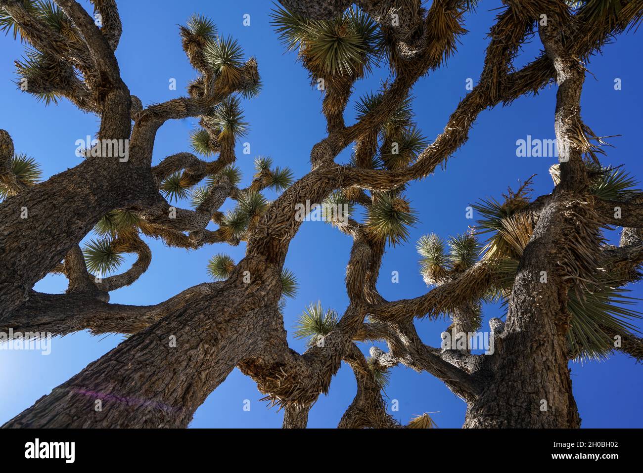 Joshua Trees (yucca brevifolia) dans le sud de la Californie Banque D'Images