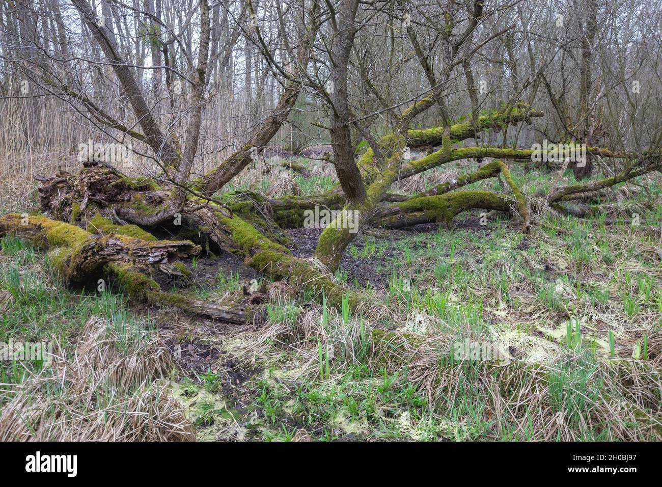 Saules du Mothern, ancienne forêt de saules, Trogne ou arbres refuge pour  de nombreux animaux, Bas Rhin, région du Grand est, France Photo Stock -  Alamy