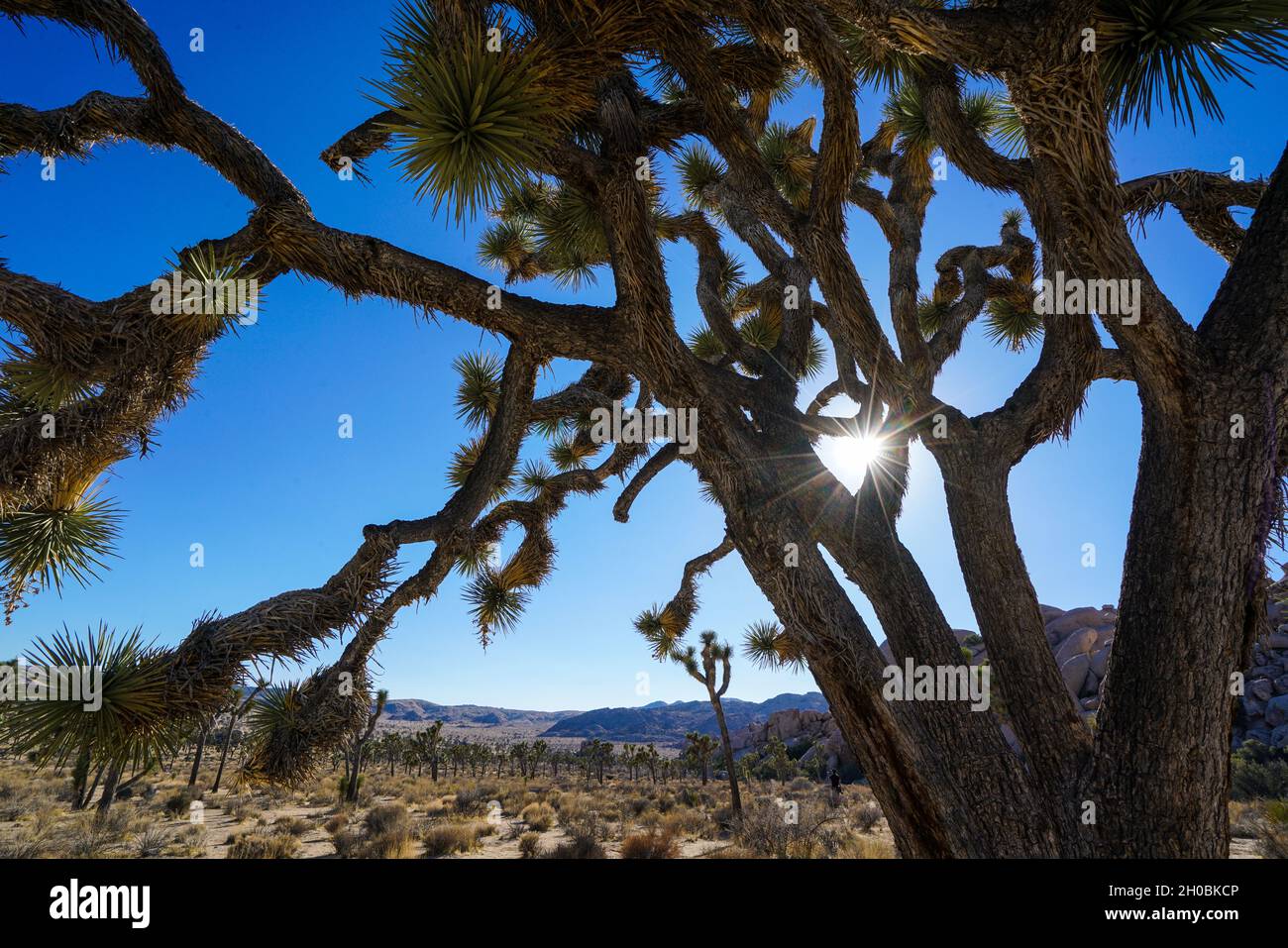 Joshua Trees (yucca brevifolia) dans le sud de la Californie Banque D'Images
