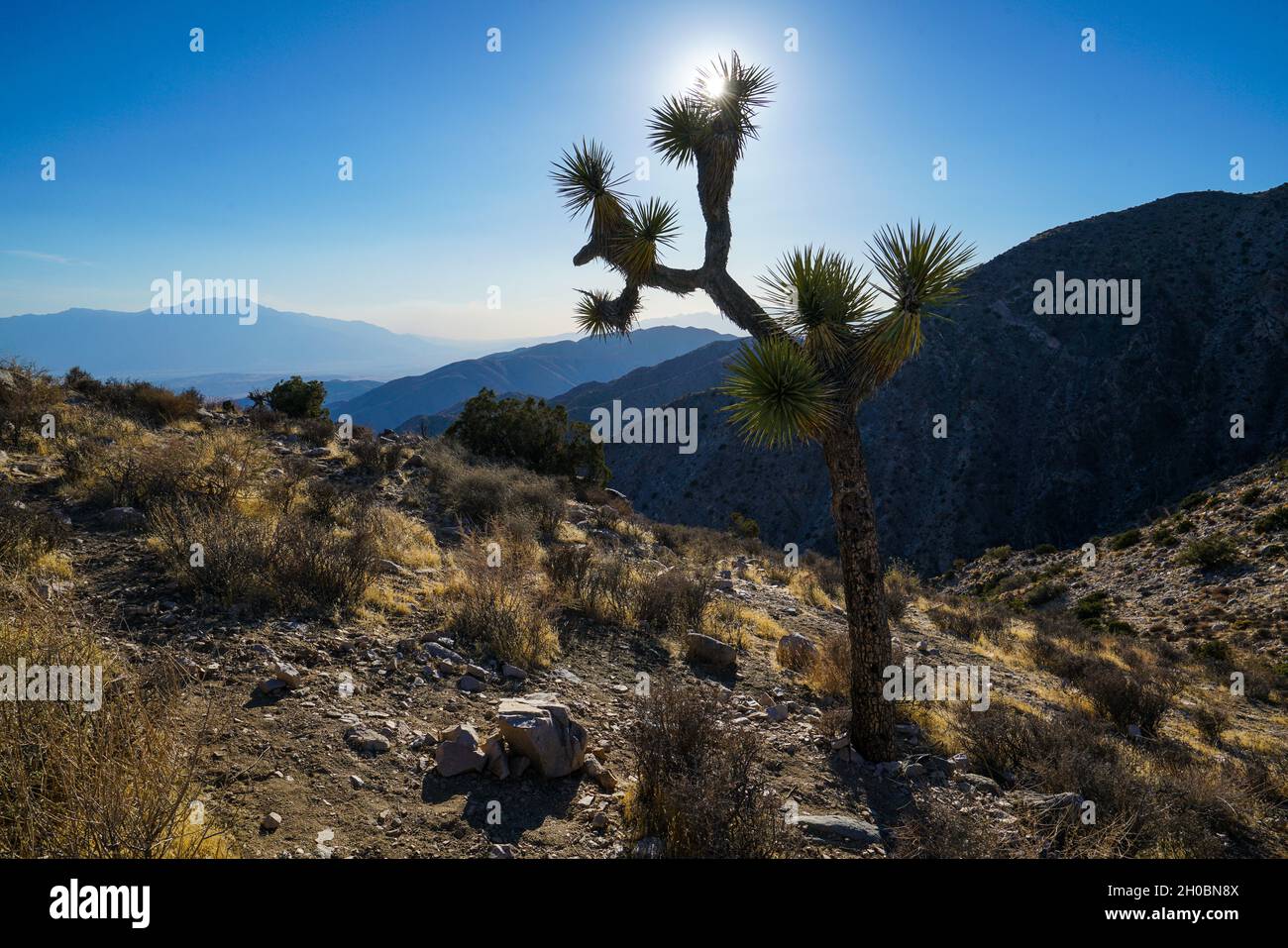 Joshua Trees (yucca brevifolia) dans le sud de la Californie Banque D'Images