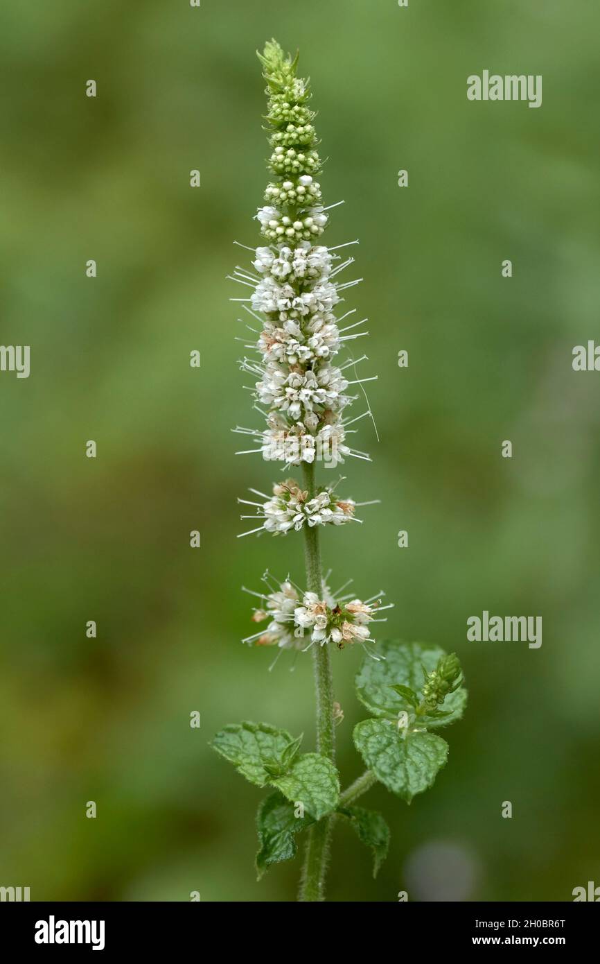 Fleurs de Mentha spicata.Comunitat Valenciana.Espagne. Banque D'Images