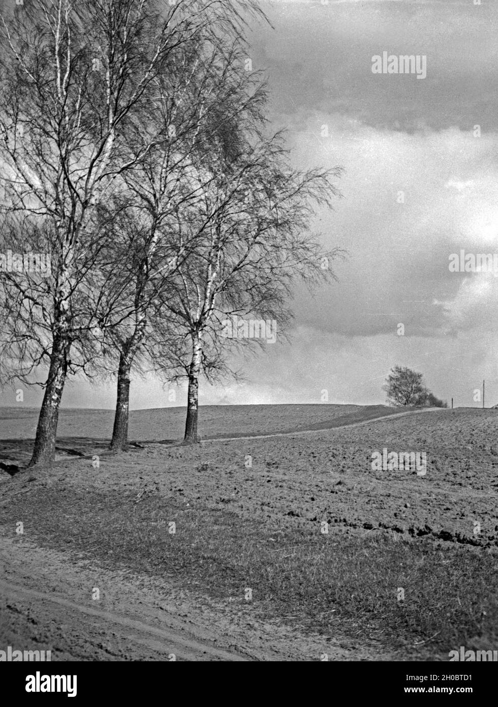 Landschaft mit Birken dans Masuren, Ostpreußen, années 30 er Jahre. Paysage avec arbres de bouleau en Mazurie, la Prusse orientale, 1930. Banque D'Images