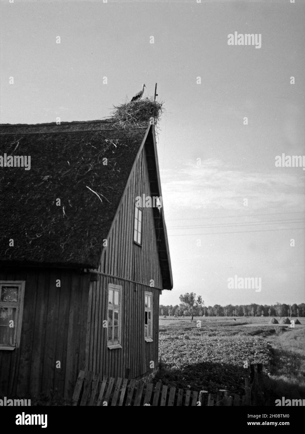 Ein Storch dans seinem Nest auf einem Bauernhaus dans Ostpreußen, années 30 er Jahre. Une cigogne dans son nid sur une ferme à l'Est de la Prusse, 1930. Banque D'Images