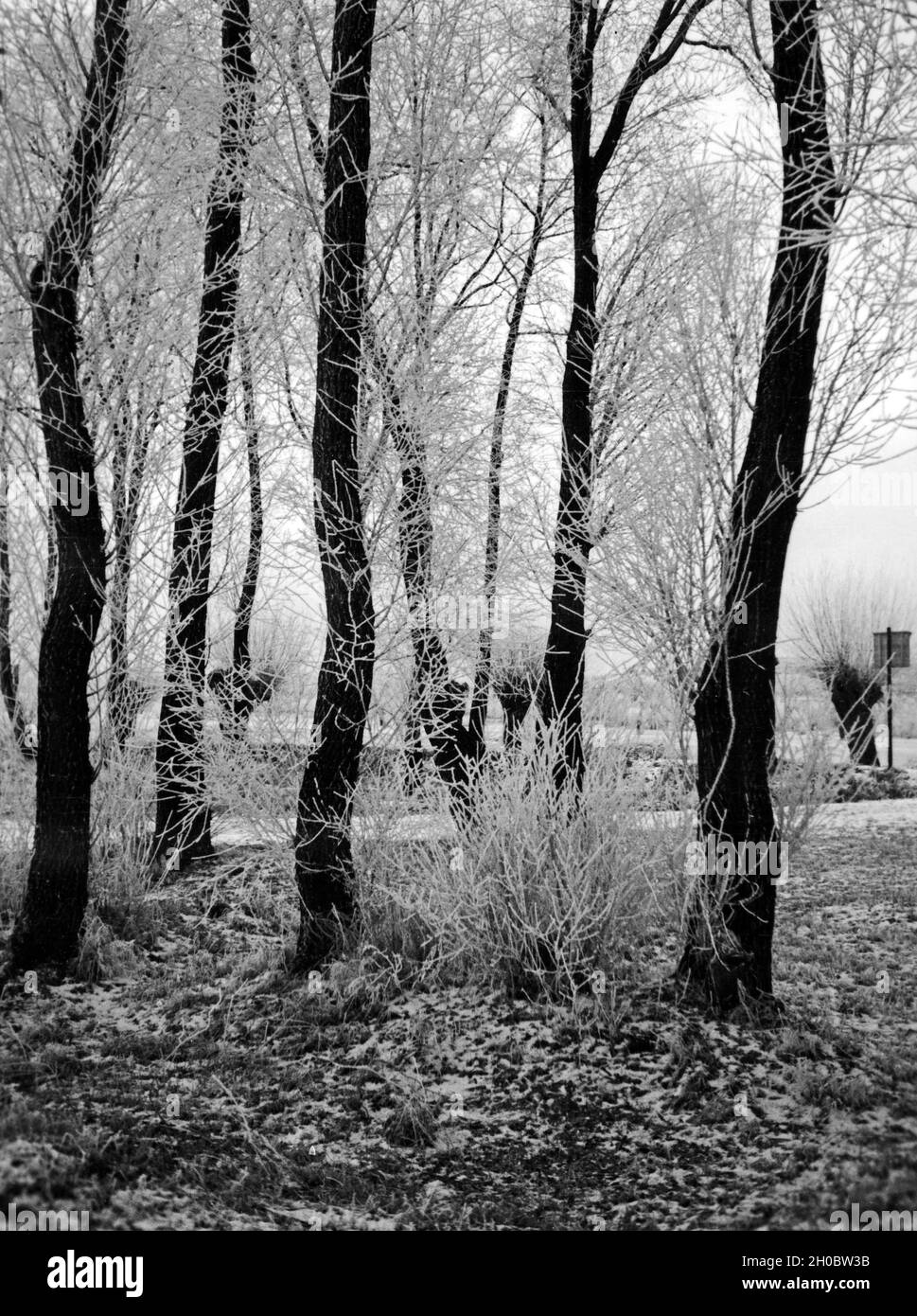 Raureif über einem Wald dans Ostpreußen, 1930er Jahre. Givre sur une forêt dans l'Est de la Prusse, 1930. Banque D'Images