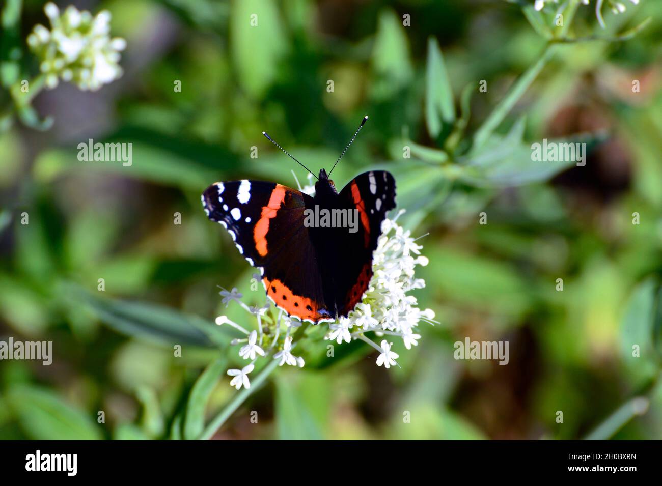Papillon amiral rouge Banque D'Images
