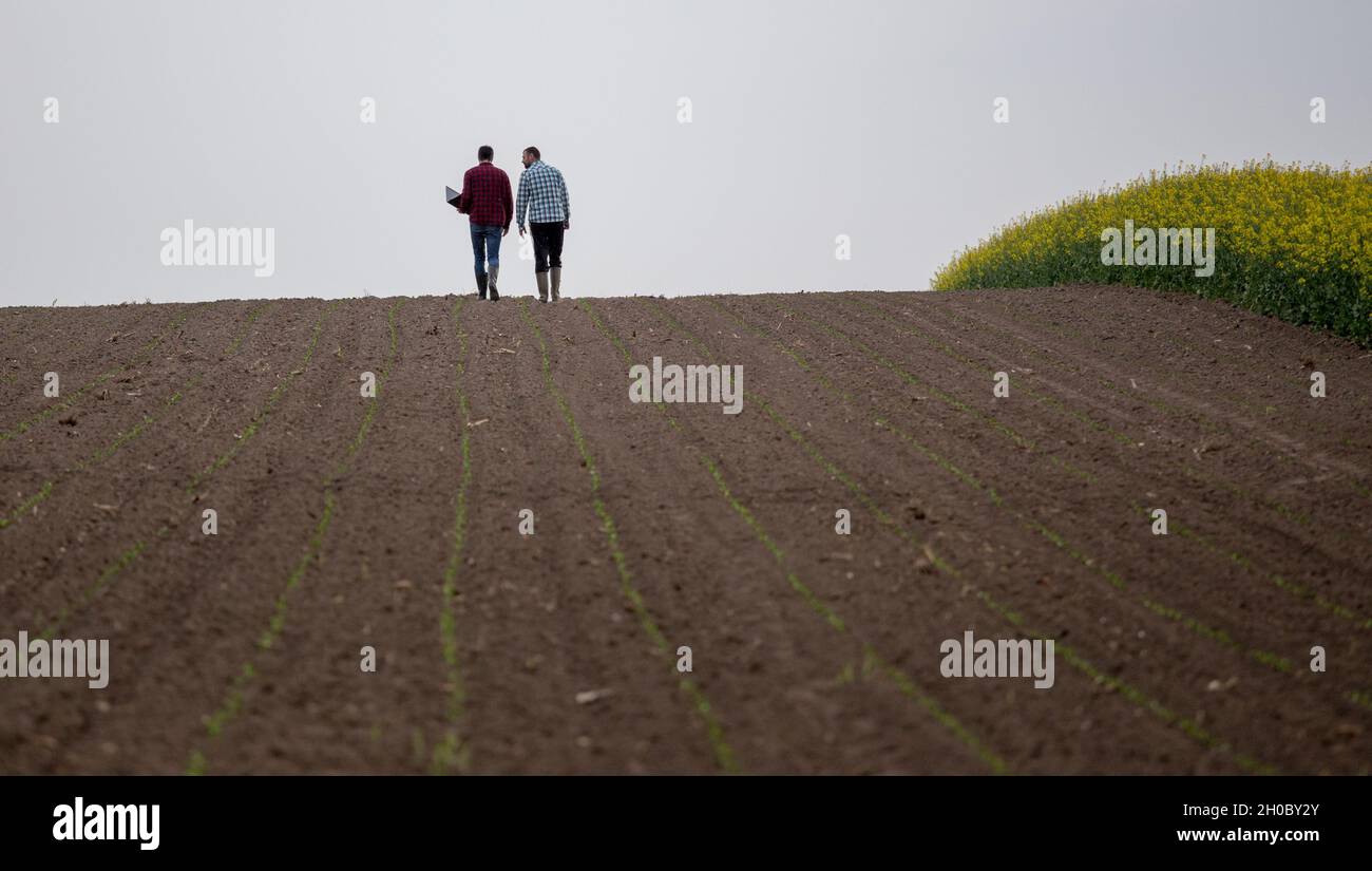 Vue arrière de deux agriculteurs avec ordinateur portable marchant sur des jeunes maïs à côté de colza jaune Banque D'Images
