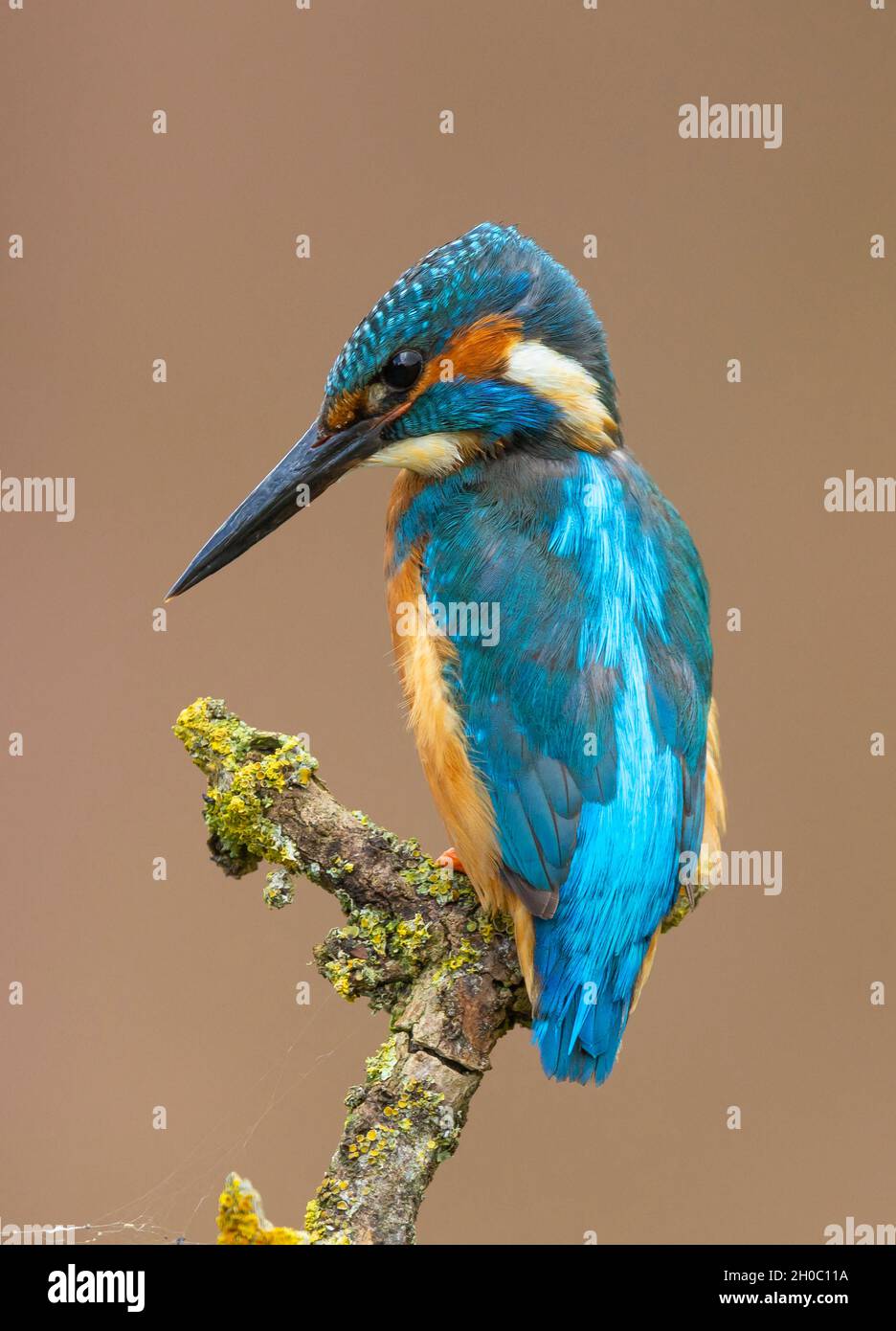 Kingfisher (Alcedo atthis) perché sur une branche, Angleterre Banque D'Images