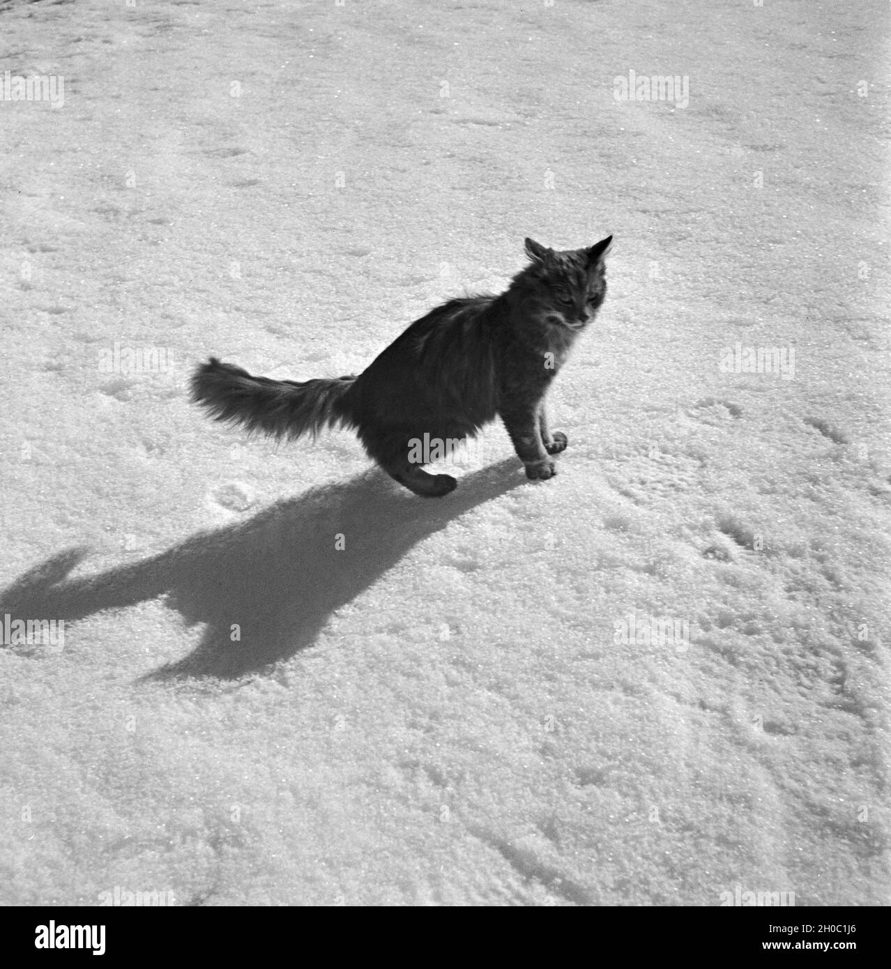 Ein Ausflug à ein Skigebiet in Bayern, Deutsches Reich 1930er Jahre. Un voyage d'une région de ski en Bavière, Allemagne, 1930. Banque D'Images