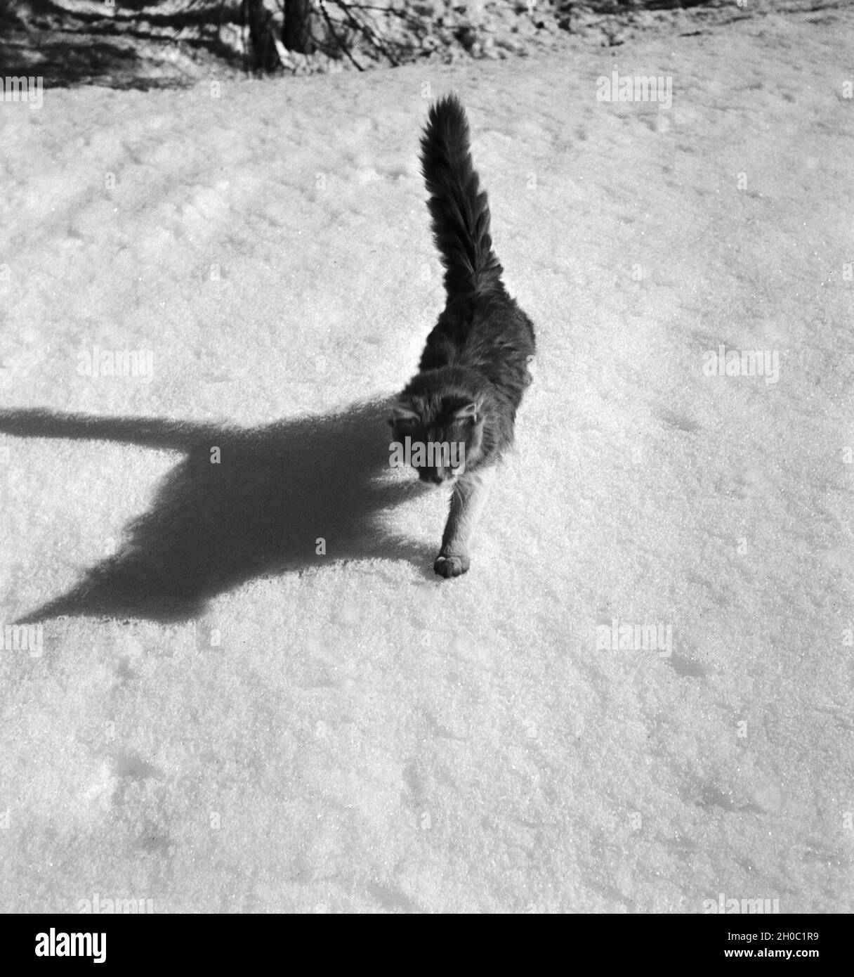 Ein Ausflug à ein Skigebiet in Bayern, Deutsches Reich 1930er Jahre. Un voyage d'une région de ski en Bavière, Allemagne, 1930. Banque D'Images