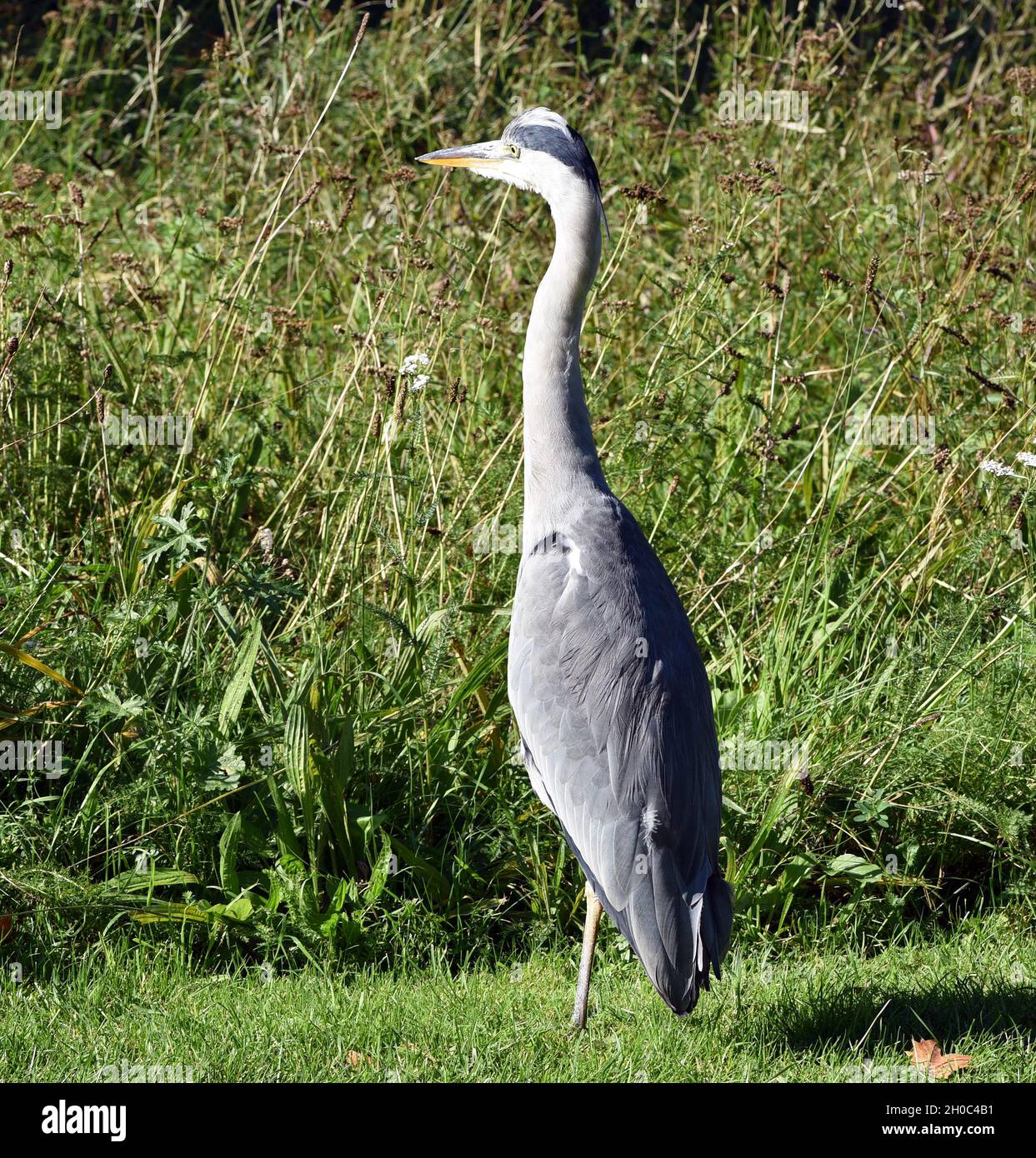 Graureiher, Ardea cinerea, auch Fischreiher genannt, ist eine Vogelart aus der Ordnung Pélécaniformes.Héron gris, Ardea cinerea, également appelé héron, moi Banque D'Images