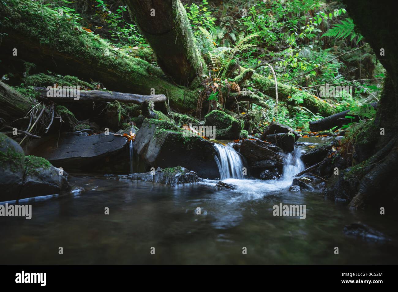 Ruisseau de montagne clair dans la forêt luxuriante.Scène sauvage avec de l'eau pure, des racines d'arbres, de la mousse luxuriante et des feuilles de fougères.Arrière-plan de la nature Banque D'Images