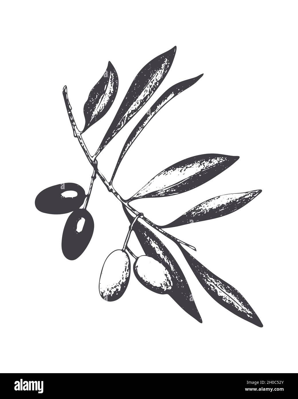 Tampon d'impression d'olives, branche avec fruits, baies et feuilles, isolé, fond blanc.Illustration vectorielle Illustration de Vecteur