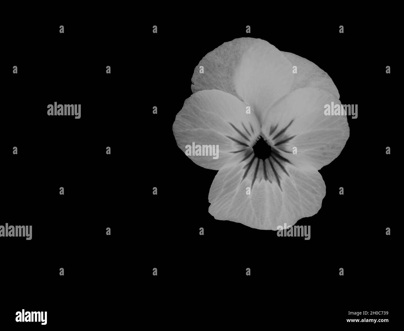 Une belle photo en noir et blanc d'une Viola (Violaceae), isolée sur fond noir Banque D'Images