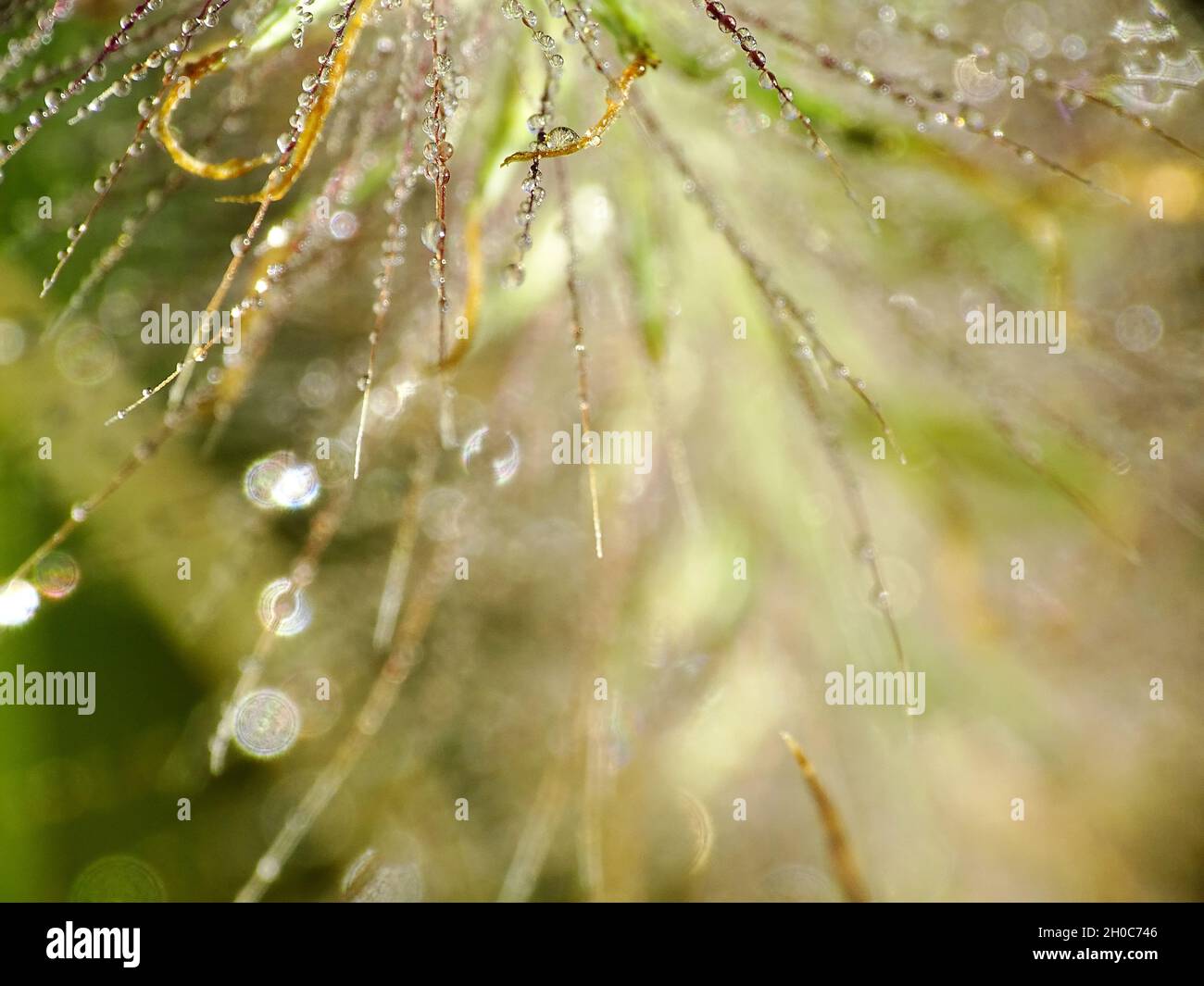 super macro de brumes gouttes sur une pointe de la lampe herbe propre ( Cenchrus) plante, des gouttes floues dans le fond Banque D'Images