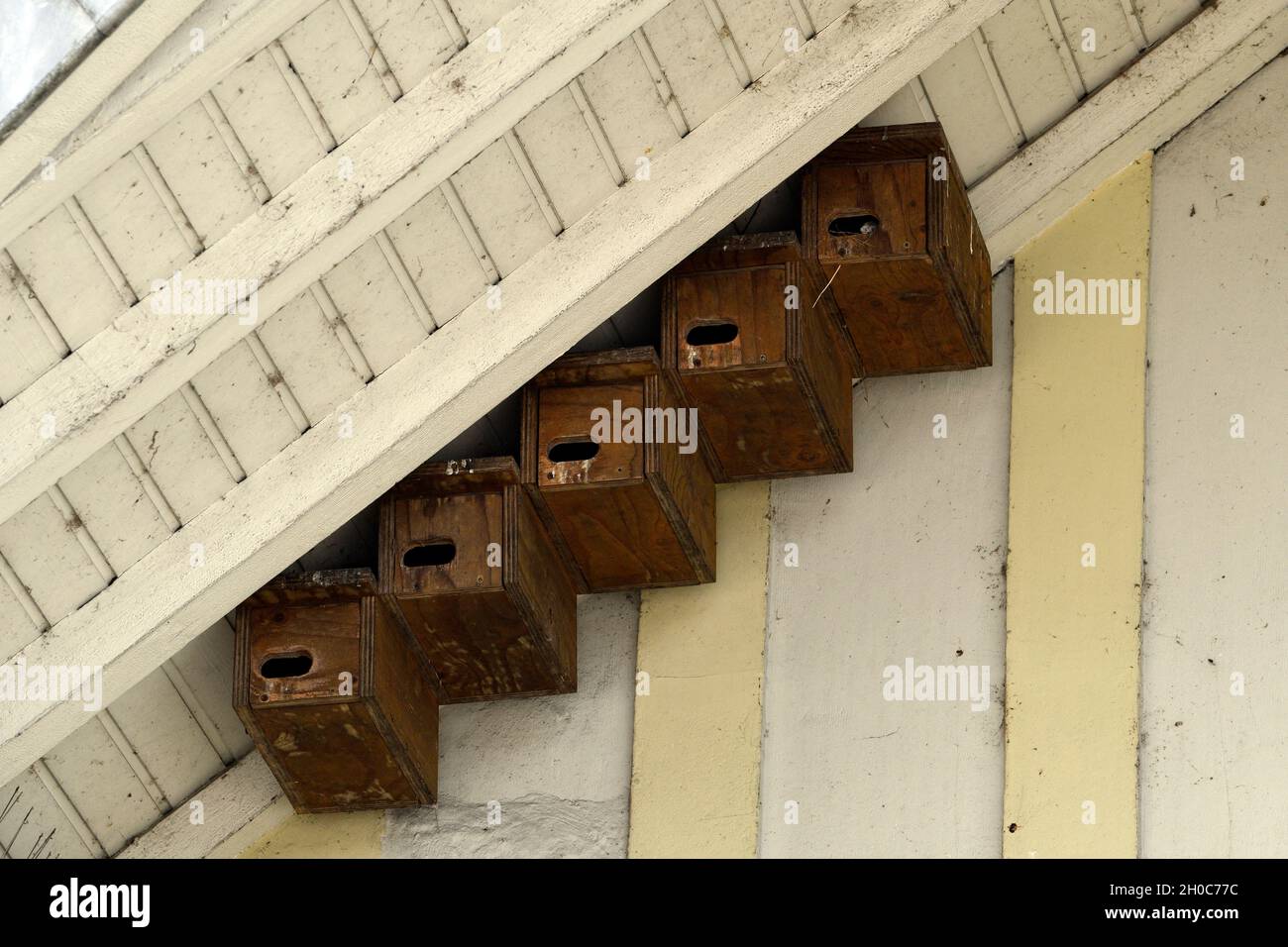 Nichoirs de Swift commun (Apus apus) installés sous un surplomb de toit, Montbeliard, Doubs, France Banque D'Images