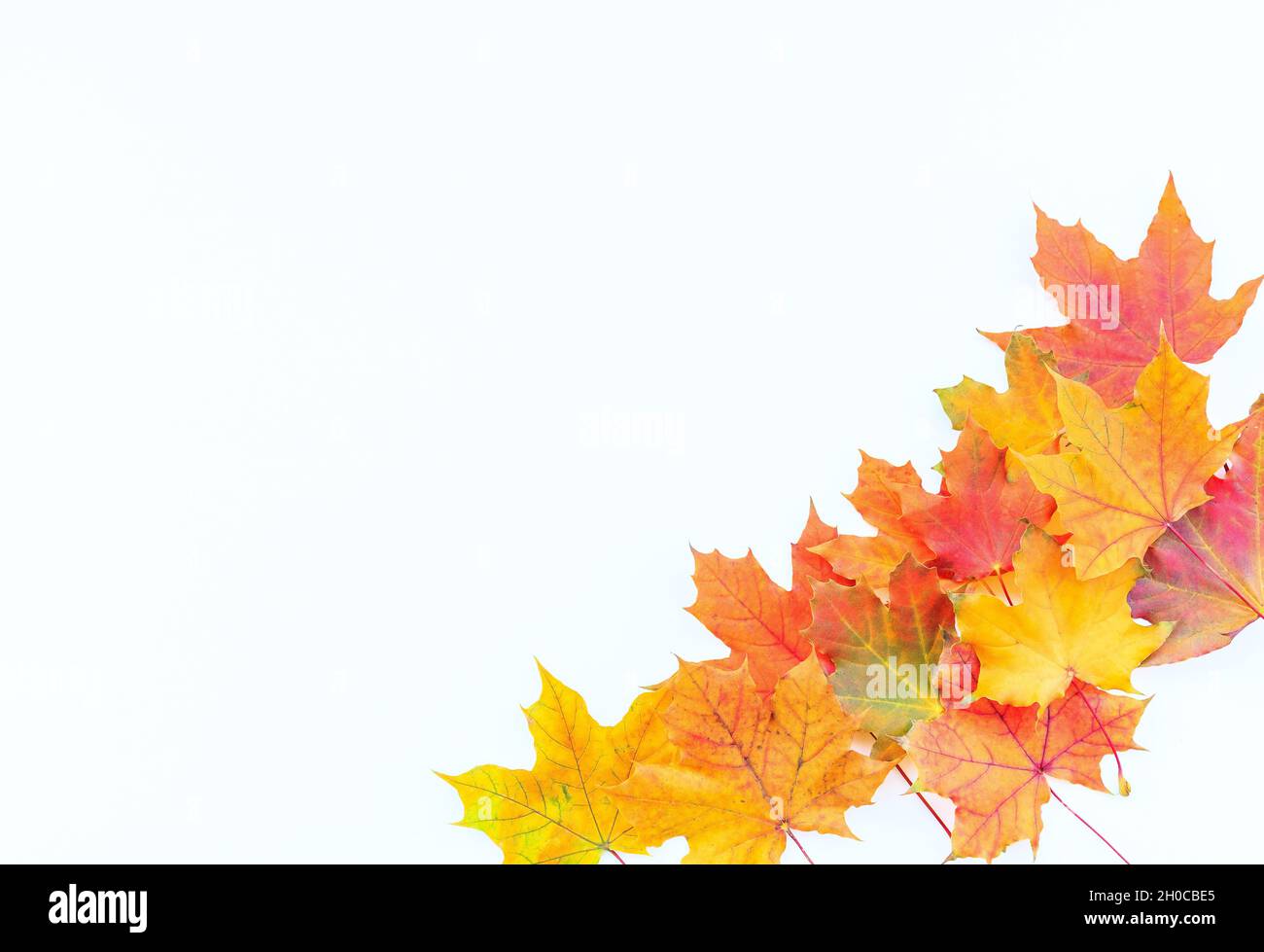 Feuilles d'automne sur fond blanc.Composition d'automne avec espace de copie. Banque D'Images