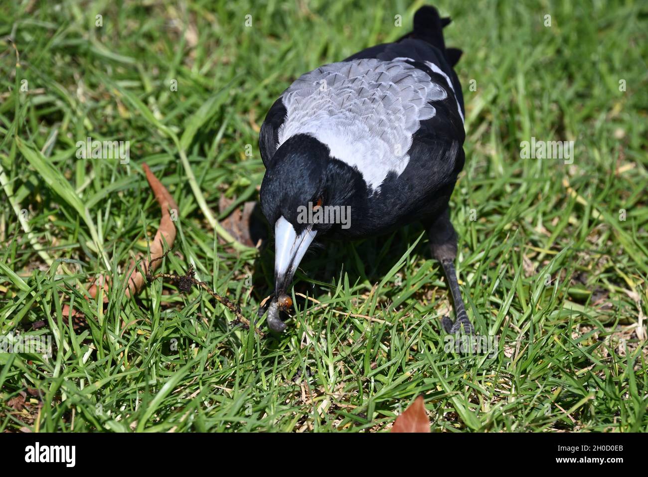 Un Magpie australien mangeant un grub il a puisé d'une pelouse un jour d'automne Banque D'Images