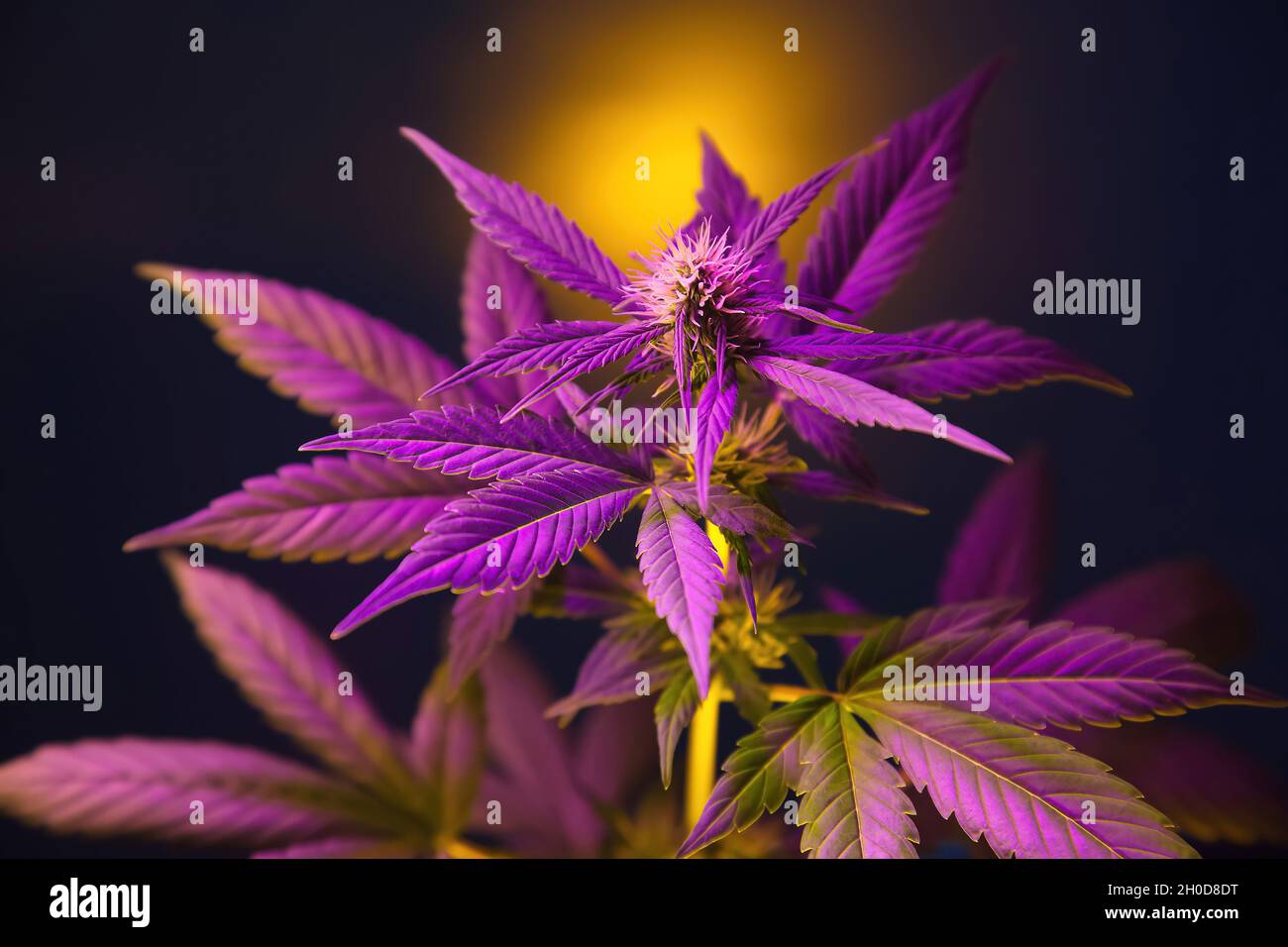 Plante de cannabis avec des feuilles roses pourpres isolées sur un fond noir avec un reflet de soleil.Marijuana à fleurs avec feuillage vibrant et fleur de bourgeons.Nouveau aes Banque D'Images