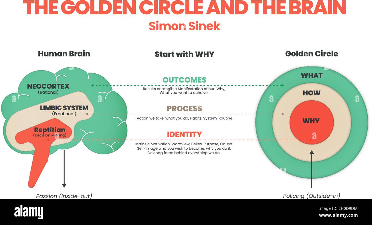 L'illustration du cercle d'or et du cerveau de Simon Sinek comporte 3 éléments commençant par la question Pourquoi. Performances humaines ou comportement de l'objectif cible de l'utilisateur. Illustration de Vecteur