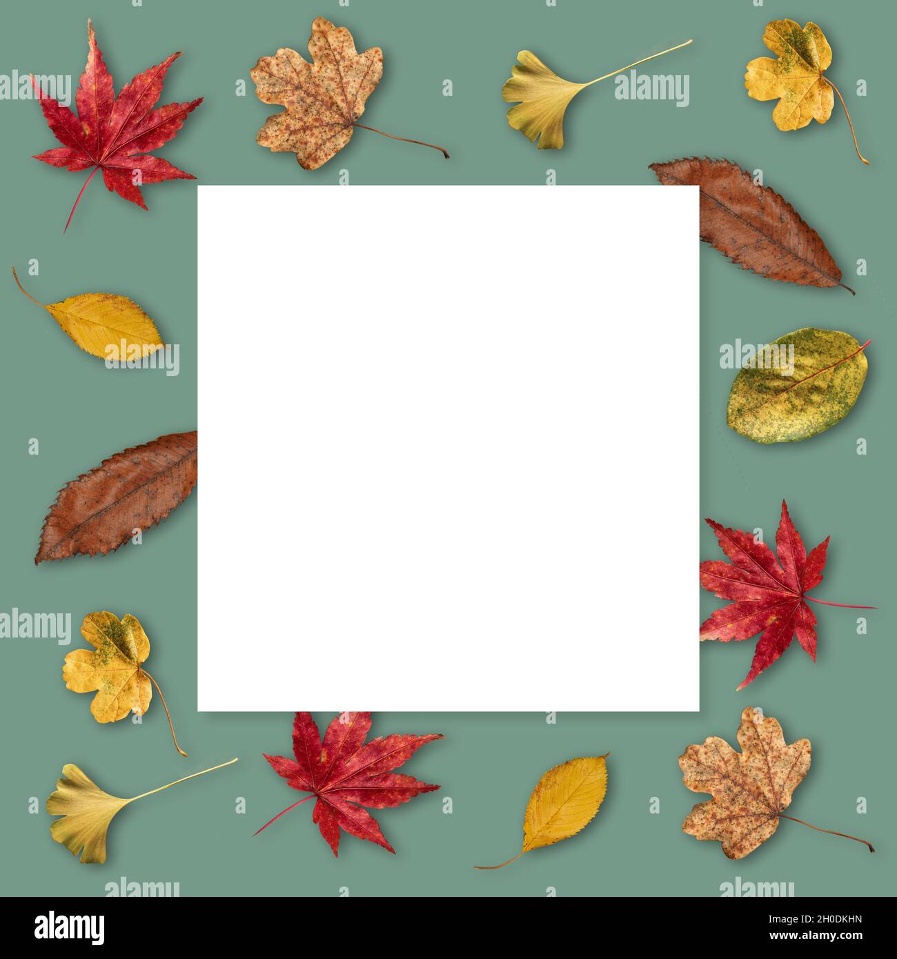 Bienvenue à l'automne.Maquette avec feuilles d'automne colorées sur fond vert.Tableau d'humeur avec espace de copie.Modèle de médias sociaux. Banque D'Images