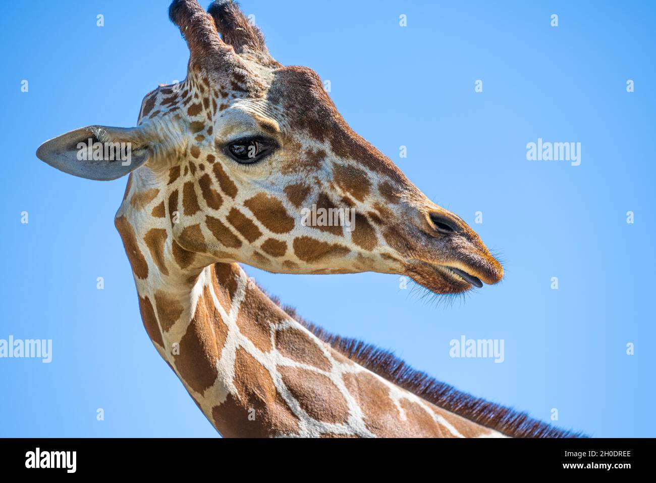 Giraffe (Giraffa camelopardalis) en gros plan au zoo d'Atlanta, dans l'habitat de la savane africaine à Atlanta, en Géorgie.(ÉTATS-UNIS) Banque D'Images
