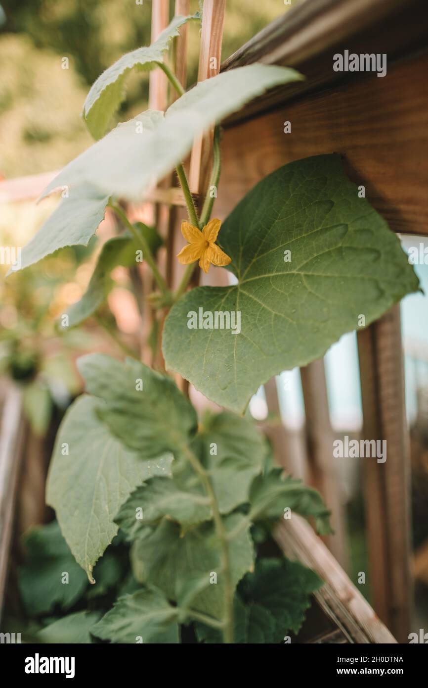 regardez mon petit jardin de patio grandir Banque D'Images