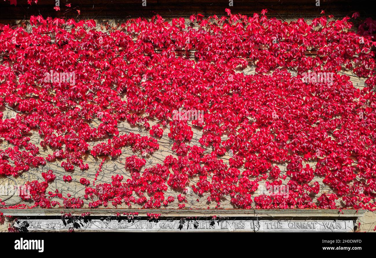 Ivy a vêtu d'un mémorial de guerre à Kettering, en Angleterre, pour ceux qui sont morts dans la première guerre mondiale (la Grande Guerre), 1914-18. Banque D'Images
