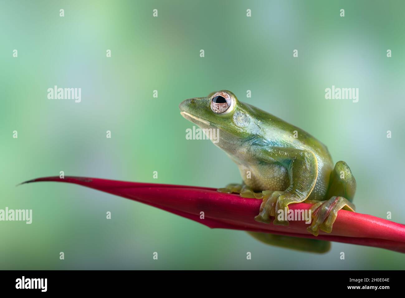 Grenouille volant malayan sur fleur rouge Banque D'Images