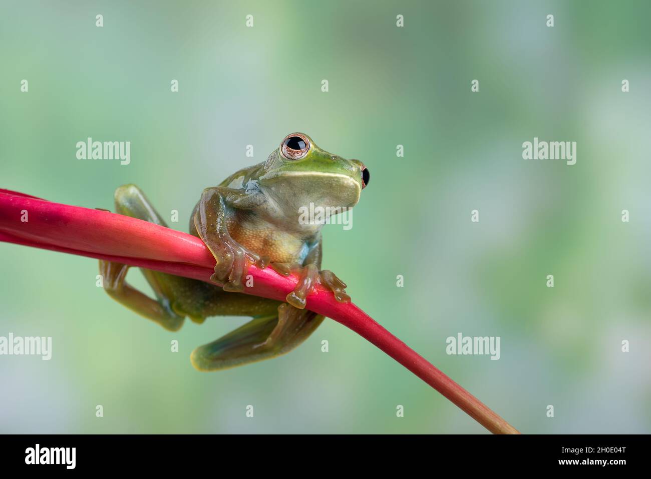 Grenouille volant malayan sur fleur rouge Banque D'Images