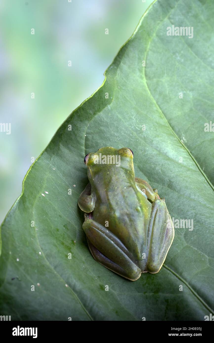 Grenouille volant de Malaisie sur une grande feuille Banque D'Images