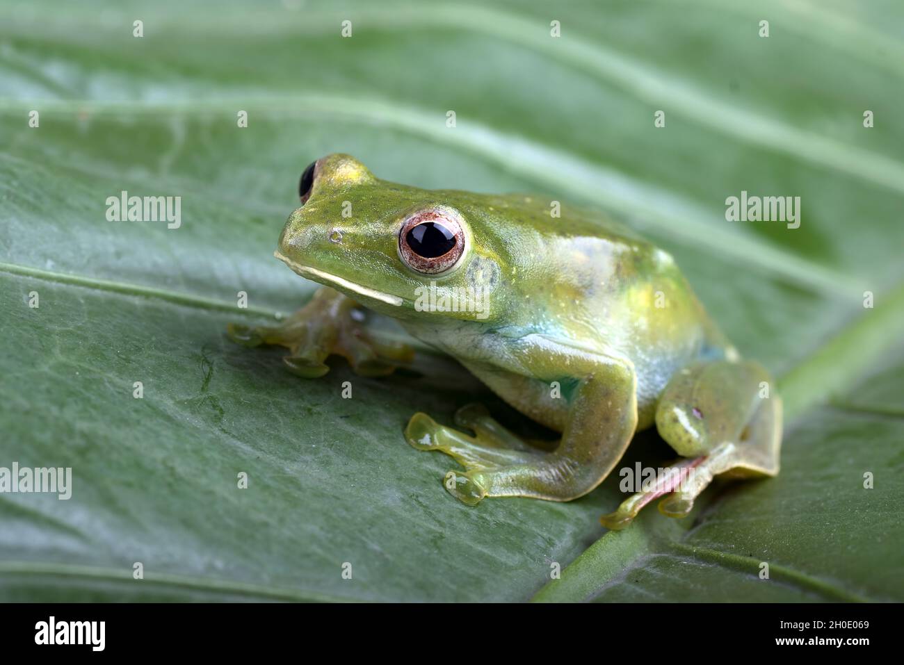 Grenouille volant de Malaisie sur une grande feuille Banque D'Images
