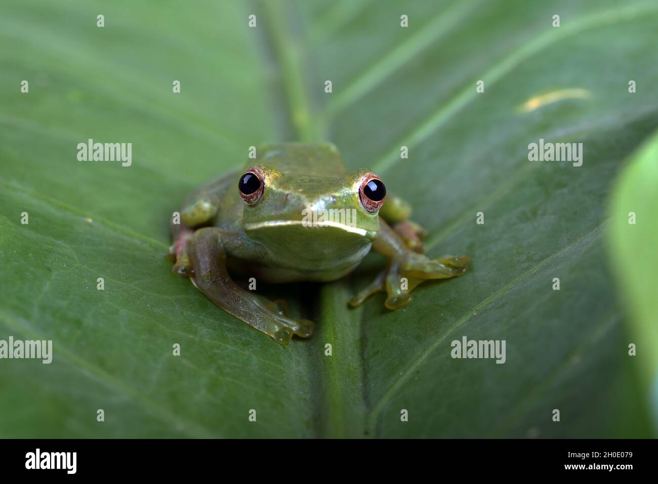 Grenouille volant de Malaisie sur une grande feuille Banque D'Images