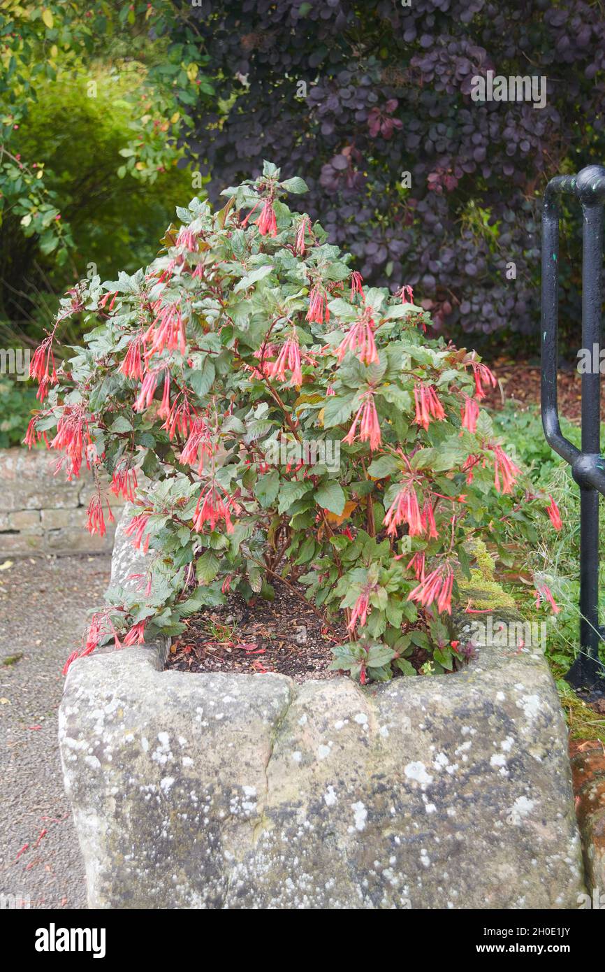 Fuchsia bolivien (Fuchsia bolivien) croissant dans le bac d'eau en pierre du XVIIe siècle Banque D'Images
