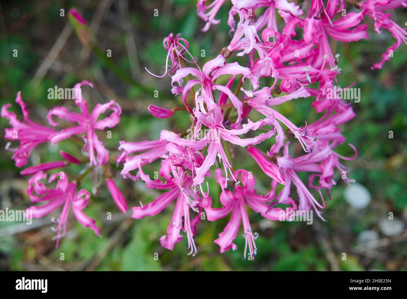 Guernesey Lily (Nerine sarniensis) en fleur pendant l'automne ( Banque D'Images
