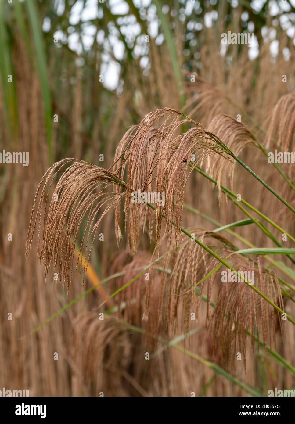 Herbe ornementale à feuilles caduques, du nom de Miscanthus nepalensis ou de l'himalayan Fairy Grass, photographiée dans le jardin de RHS Wisley, Surrey, Royaume-Uni. Banque D'Images