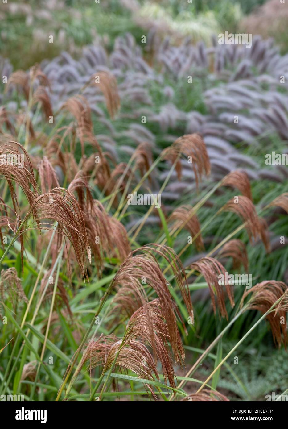 Herbe ornementale à feuilles caduques, du nom de Miscanthus nepalensis ou de l'himalayan Fairy Grass, photographiée dans le jardin de RHS Wisley, Surrey, Royaume-Uni. Banque D'Images