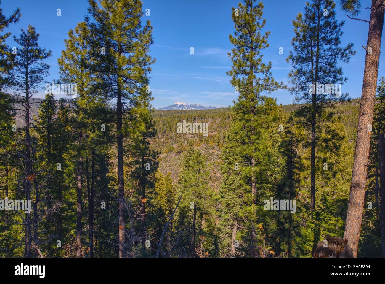 Vue sur les pics de San Francisco depuis la forêt le long de la piste téléphonique au nord de Sedona, Arizona. Banque D'Images