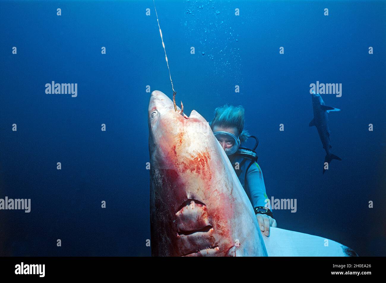 Fshing longue ligne, un plongeur observer un requin soyeux mort (Carcharhinus falciformis) accroché sur crochet de pêche, Ari Atoll, Maldives, océan Indien, Asie Banque D'Images