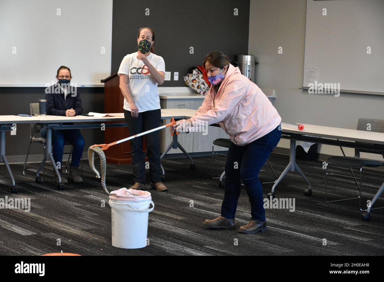 Une classe sur la manipulation, le déplacement et la compréhension des crotales a été donnée dans la salle de classe de la Direction des services d'urgence de fort Hunter Liggett, Californie, le 8 février 2021.Le Dr Emily Taylor, professeur d'herpétologie et de sciences biologiques à l'Université polytechnique de l'État de Californie (Cal Poly) à San Luis Obispo, a enseigné à la classe et a guidé les étudiants avec une formation pratique sur la capture et le déplacement en toute sécurité d'un crotale vivant.Ils ont également eu la chance de toucher le serpent une fois que sa tête était en sécurité dans un tube.Ils ont reçu un certificat sur la manipulation sécuritaire d'un crotale.Jasmin Zamudio, FHL Hous Banque D'Images