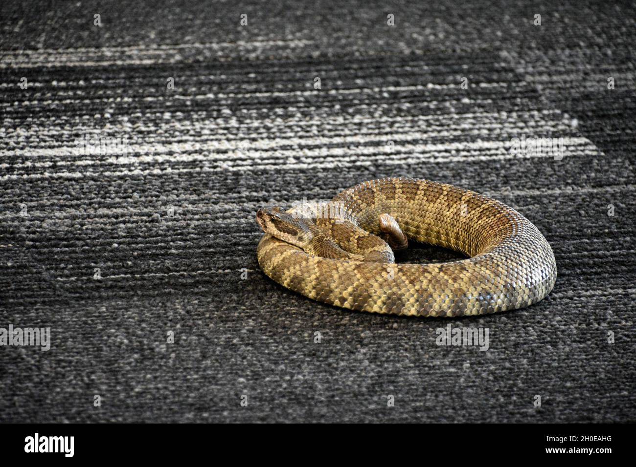 Une classe sur la manipulation, le déplacement et la compréhension des crotales a été donnée dans la salle de classe de la Direction des services d'urgence de fort Hunter Liggett, Californie, le 8 février 2021.Le Dr Emily Taylor, professeur d'herpétologie et de sciences biologiques à l'Université polytechnique de l'État de Californie (Cal Poly) à San Luis Obispo, a enseigné à la classe et a guidé les étudiants avec une formation pratique sur la capture et le déplacement en toute sécurité d'un crotale vivant et entièrement venimeux appelé Buzz.Ils ont également eu la chance de toucher le serpent une fois que sa tête était en sécurité dans un tube.Ils ont reçu un certificat sur la manipulation sécuritaire d'un crotale Banque D'Images