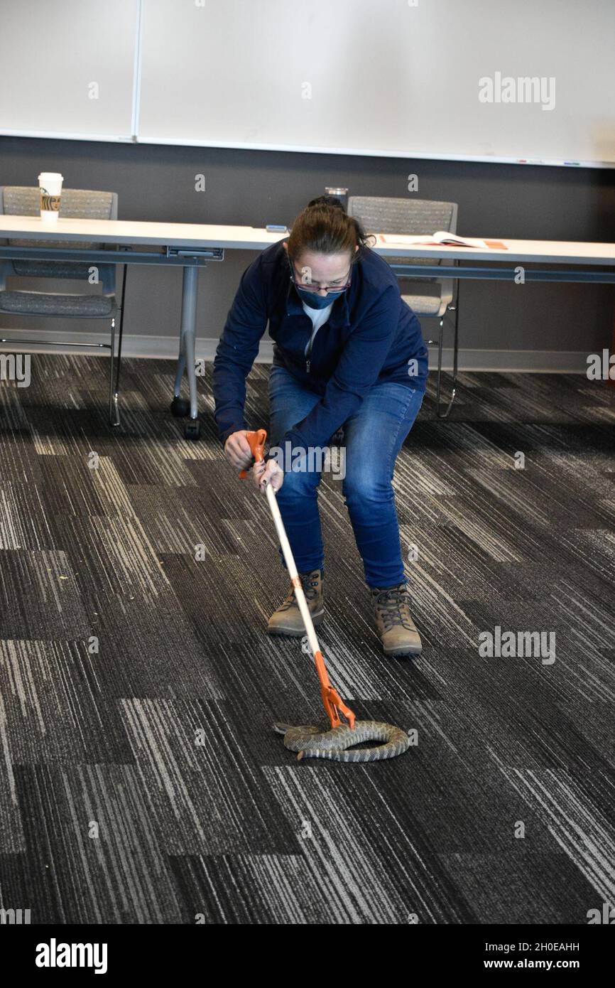 Une classe sur la manipulation, le déplacement et la compréhension des crotales a été donnée dans la salle de classe de la Direction des services d'urgence de fort Hunter Liggett, Californie, le 8 février 2021.Le Dr Emily Taylor, professeur d'herpétologie et de sciences biologiques à l'Université polytechnique de l'État de Californie (Cal Poly) à San Luis Obispo, a enseigné à la classe et a guidé les étudiants avec une formation pratique sur la capture et le déplacement en toute sécurité d'un crotale vivant.Ils ont également eu la chance de toucher le serpent une fois que sa tête était en sécurité dans un tube.Ils ont reçu un certificat sur la manipulation sécuritaire d'un crotale.Lisa Cipolla, FHL Cultura Banque D'Images