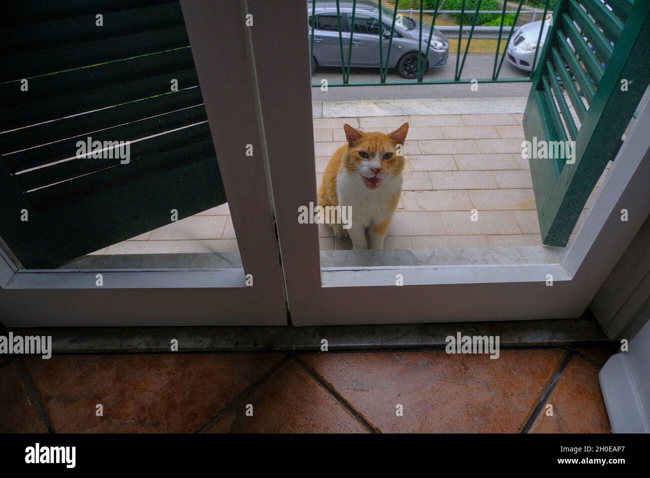 Rouge et blanc doux chat debout se fauchant derrière la porte de l'appartement et demandant à Entrez.Animal domestique Banque D'Images
