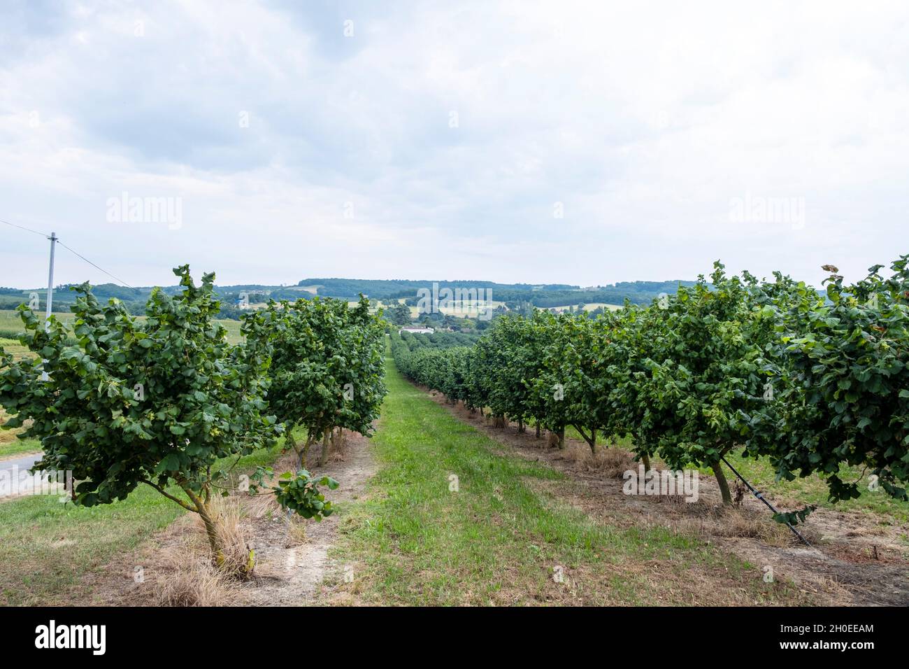 Culture d'arbres Hazel, arboriculture, noix, près de Montflanquin (sud-ouest de la France).Plantation d'arbres Hazel avec système d'irrigation Banque D'Images
