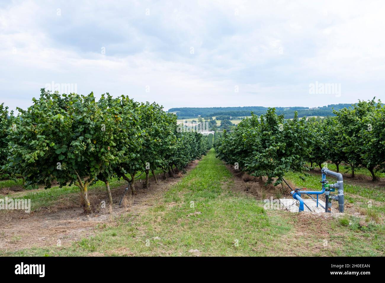 Culture d'arbres Hazel, arboriculture, noix, près de Montflanquin (sud-ouest de la France).Plantation d'arbres Hazel avec système d'irrigation Banque D'Images
