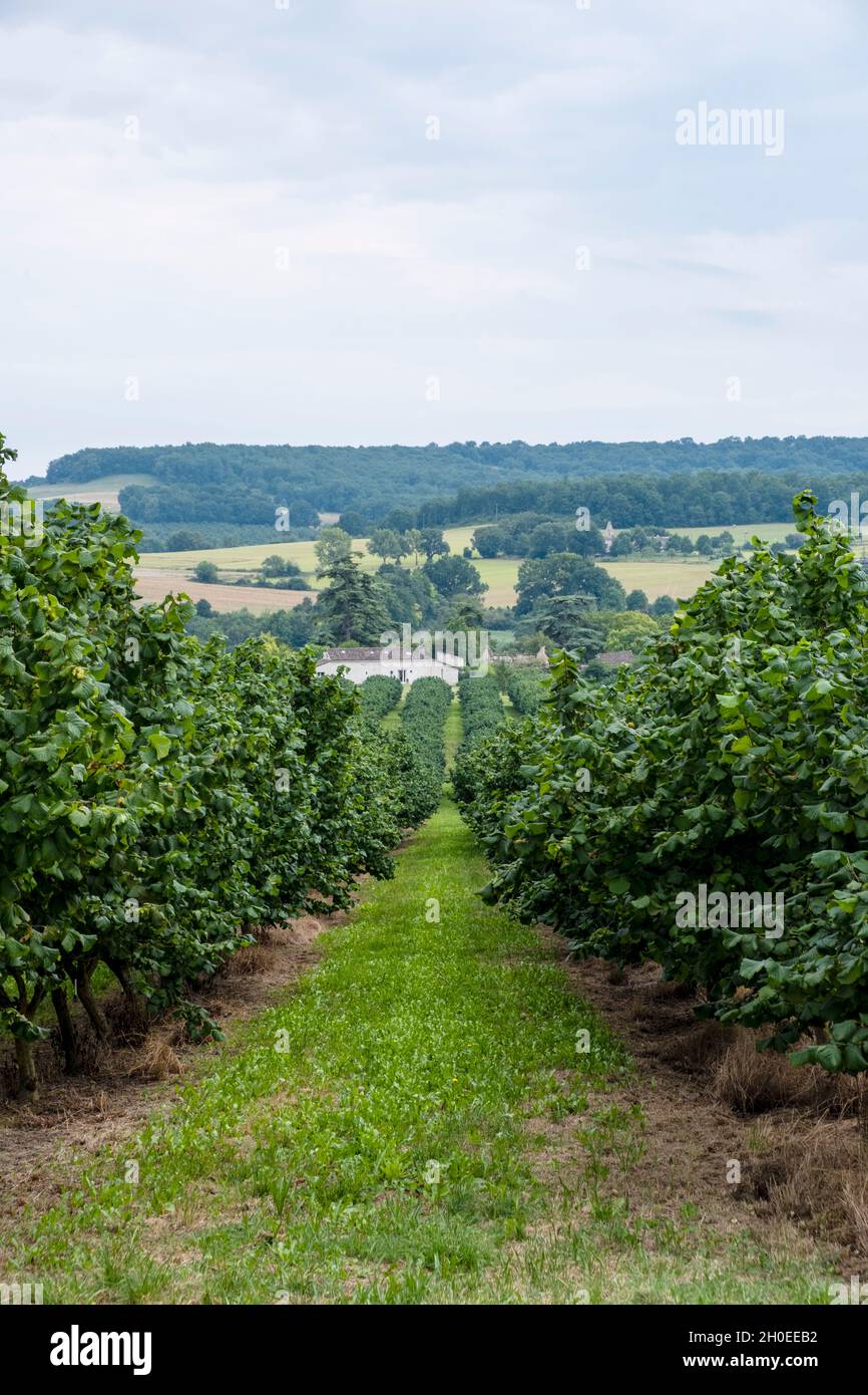 Culture d'arbres Hazel, arboriculture, noix, près de Montflanquin (sud-ouest de la France).Plantation d'arbres Hazel avec système d'irrigation Banque D'Images